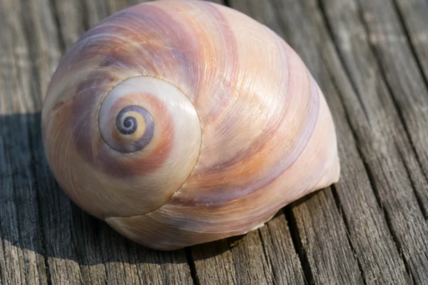 ATLANTIC MOON SNAIL