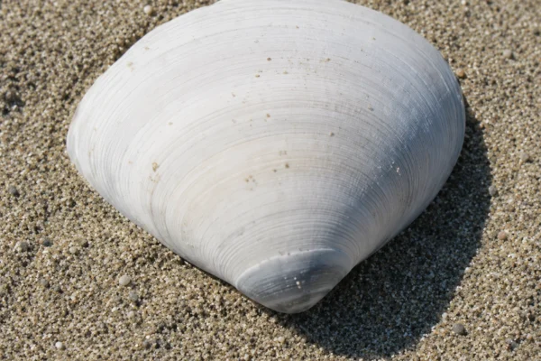 ATLANTIC SURF CLAM