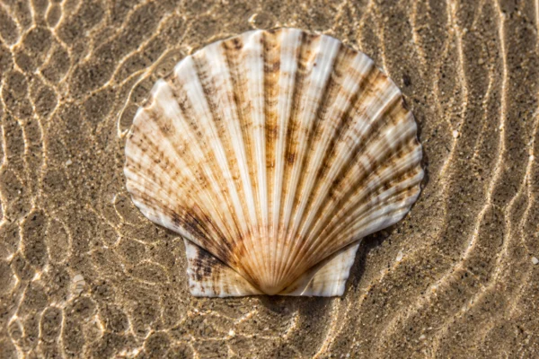 BAY SCALLOP