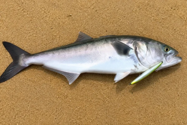 BLUE FISH