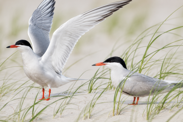 COMMON TERN