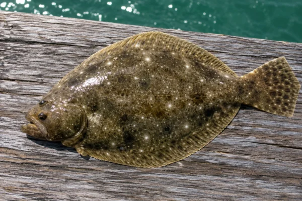 FLUKE