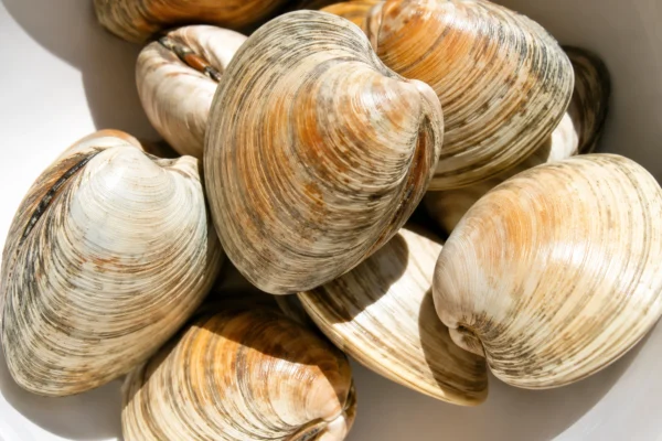 HARD CLAM
