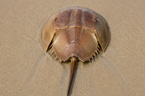 HORSESHOE CRAB