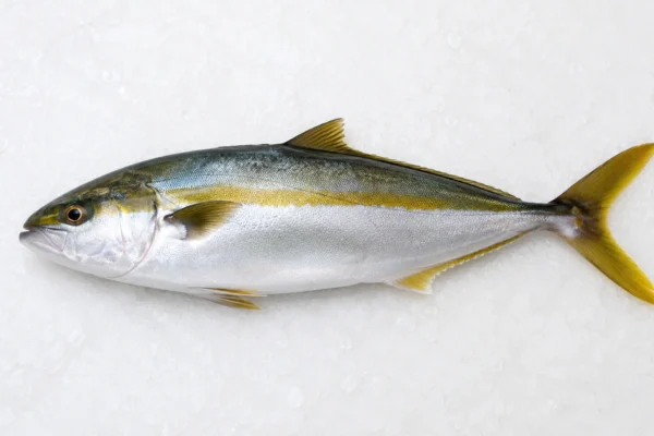 KINGFISH
