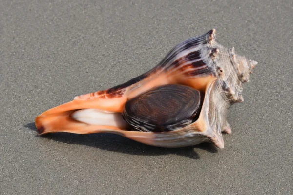 KNOBBED WHELK