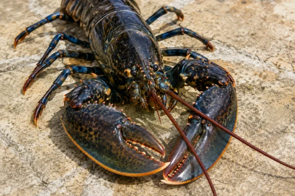 LOBSTER
