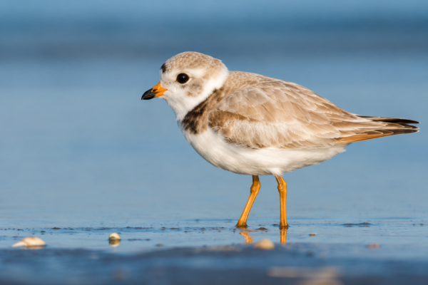PIPING PLOVER