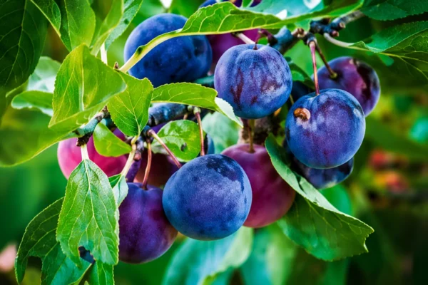 BEACH PLUM