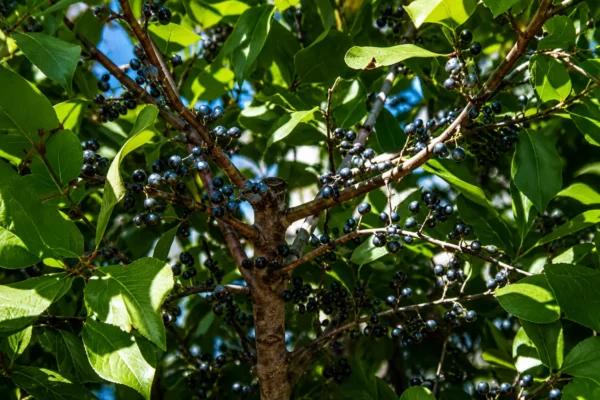 BAYBERRY