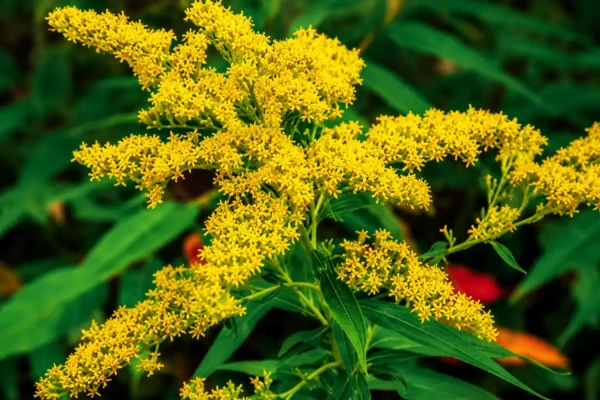 SEASIDE GOLDENROD