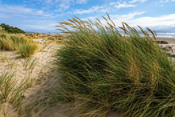 AMERICAN BEACH GRASS