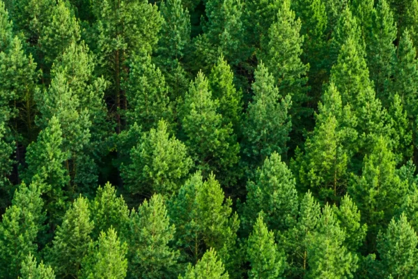 EASTERN RED CEDAR