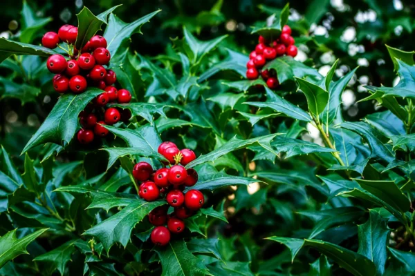HOLLY