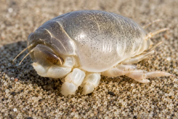 SAND CRAB