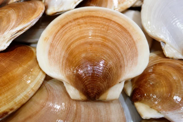 SEA SCALLOP