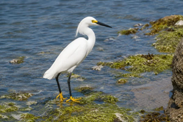 SNOWY EGRET