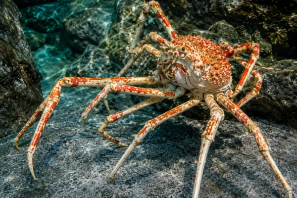 SPIDER CRAB