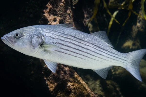 STRIPED BASS