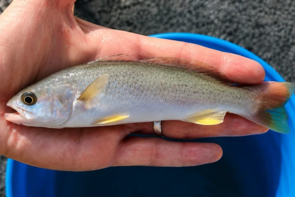 WEAKFISH
